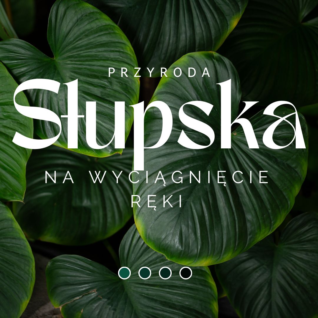 Beżowy i Szary Minimalistyczny Cytat Post na Instagram