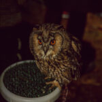 ENERG(i)A w Lesie - Czysto, Dziko, Magicznie 8